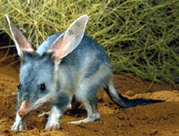 bilby.gif