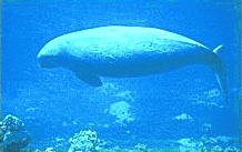 dugong.gif